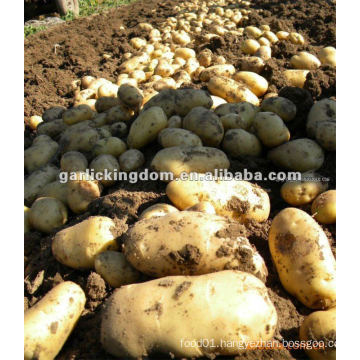 Sell 2012 new holland potato